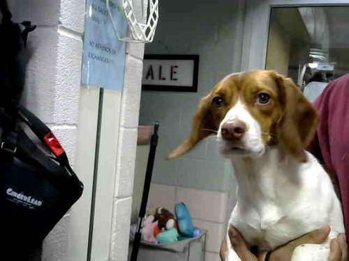 MARYANNE, an adoptable Beagle in Chicago Ridge, IL