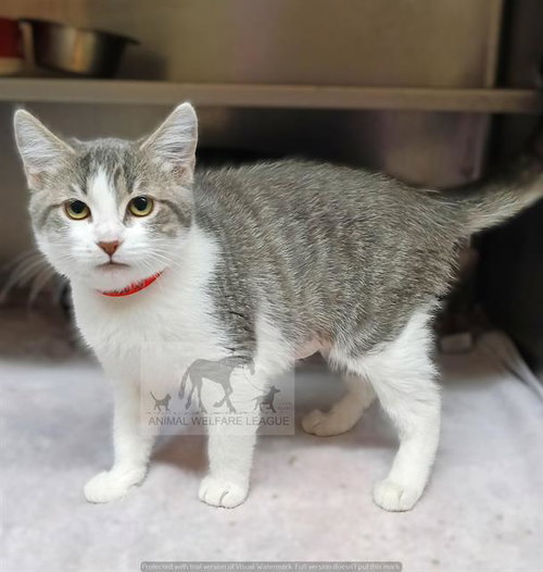 ANNA, Baby Domestic Short Hair (medium coat), cat for adoption in Joliet, Illinois