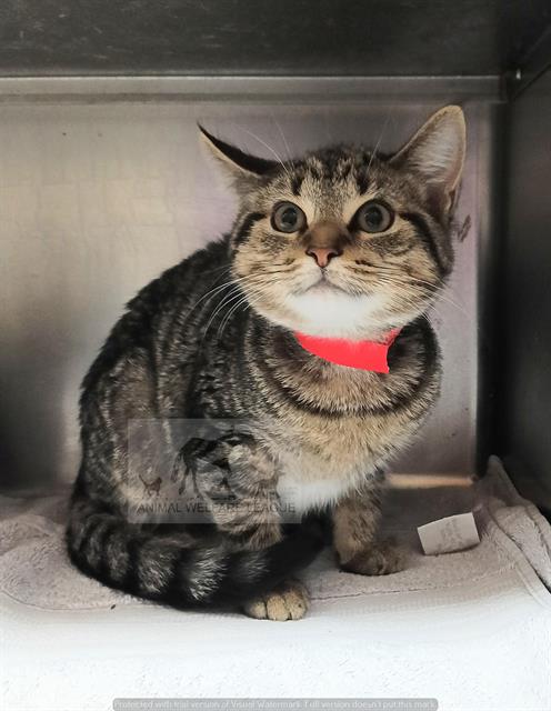 BELLE, Baby Domestic Short Hair (medium coat), cat for adoption in Joliet, Illinois