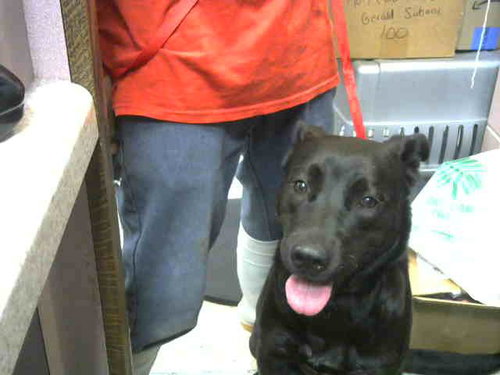 SMUCKERS, an adoptable Labrador Retriever in Chicago Ridge, IL