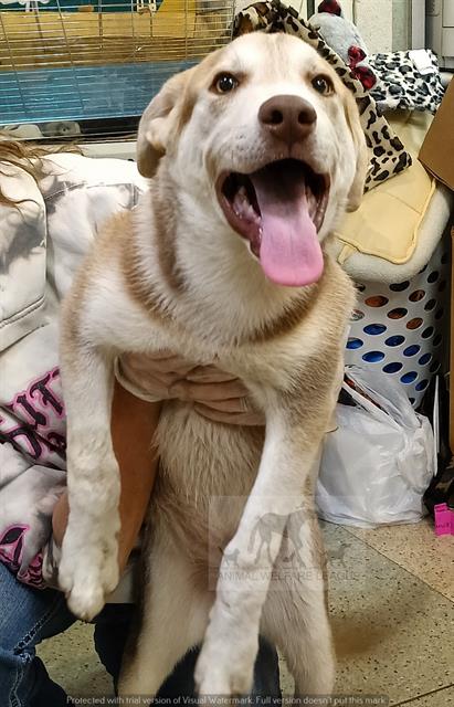 HAMILTON, an adoptable Siberian Husky in Chicago Ridge, IL