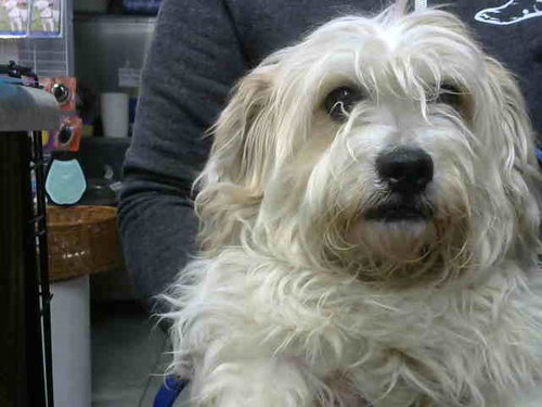 PING PONG, an adoptable Maltese in Chicago Ridge, IL