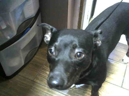 POPPY, a dog for adoption from Animal Welfare League of Illinois - Chicago Ridge