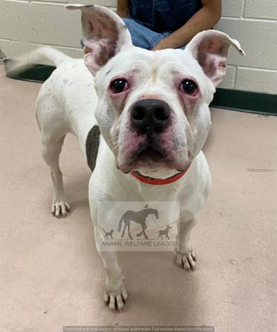 HENRY, a dog for adoption from Animal Welfare League of Illinois - Chicago Ridge