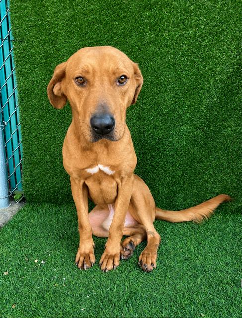 TJ, a dog for adoption from Animal Welfare League of Illinois - Chicago Ridge