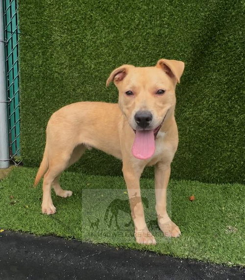 NEVADA, a dog for adoption from Animal Welfare League of Illinois - Chicago Ridge