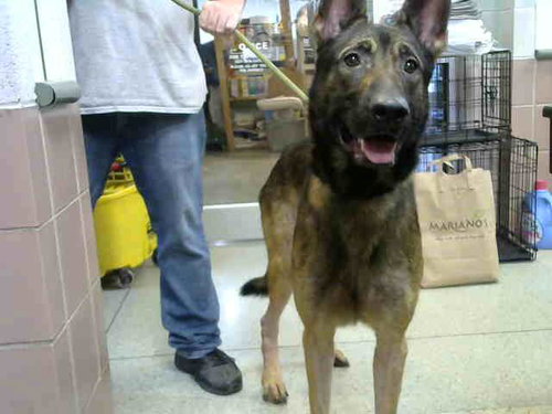MAGNAM, a dog for adoption from Animal Welfare League of Illinois - Chicago Ridge