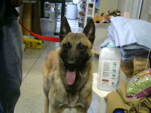 SAVANNAH, a dog for adoption from Animal Welfare League of Illinois - Chicago Ridge