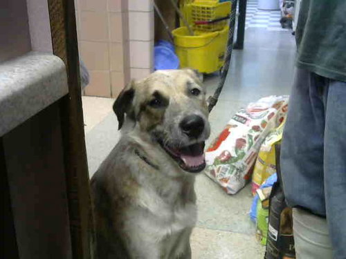 UTAH, a dog for adoption from Animal Welfare League of Illinois - Chicago Ridge