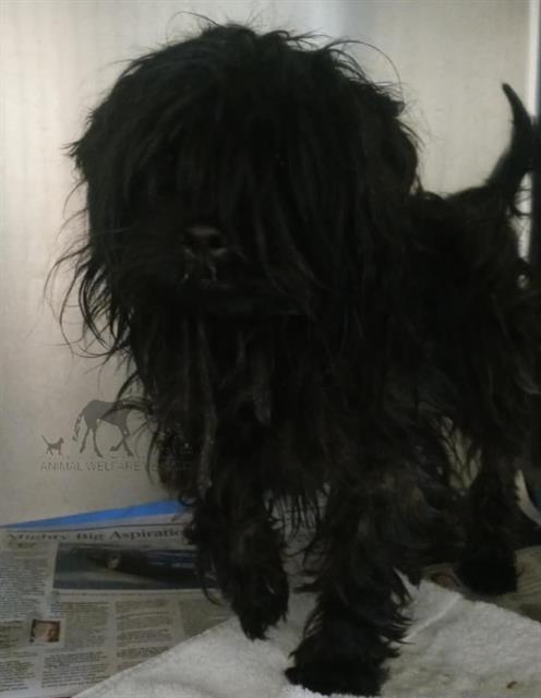 LEVI, a dog for adoption from Animal Welfare League of Illinois - Chicago Ridge