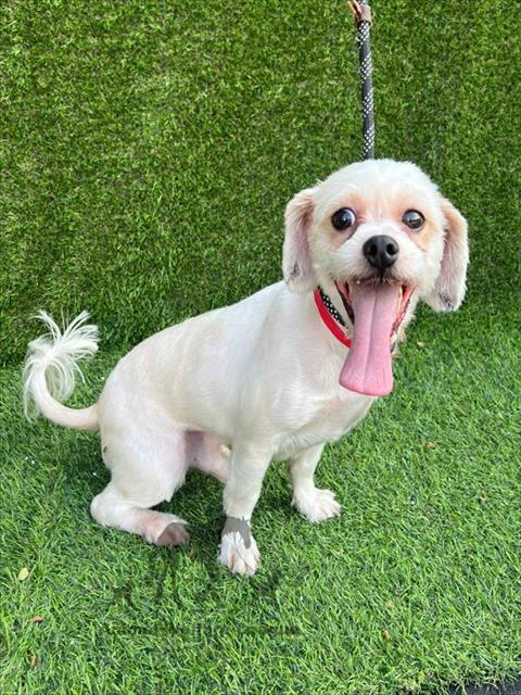 SIMON, a dog for adoption from Animal Welfare League of Illinois - Chicago Ridge