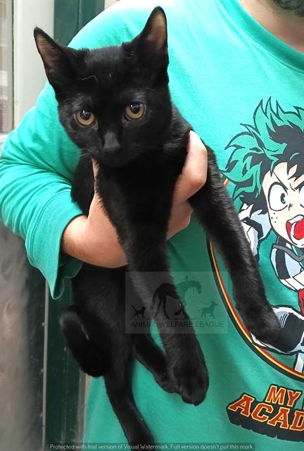 Eloise, Domestic Short Hair