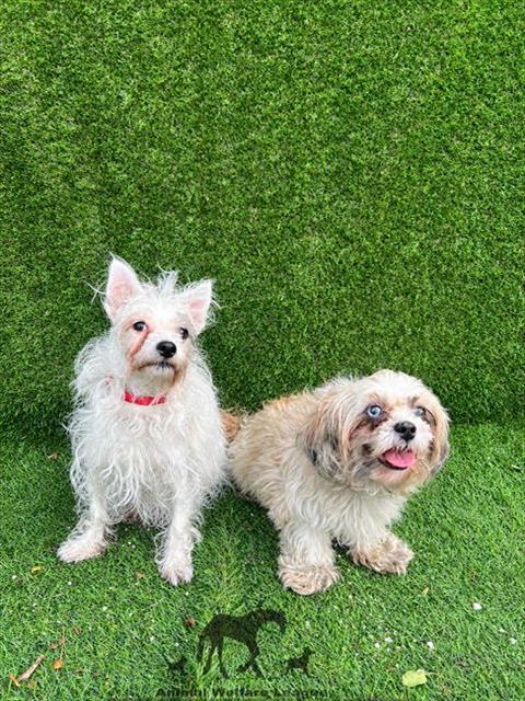Joy, Shih Tzu