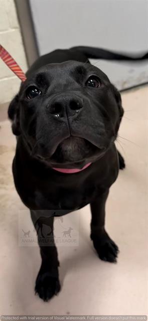 STARLA, a dog for adoption from Animal Welfare League of Illinois - Chicago Ridge