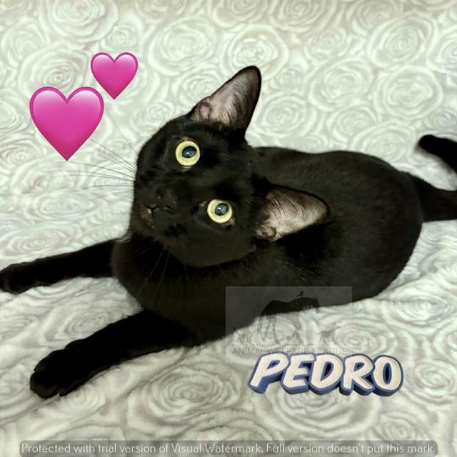 Pedro, Domestic Short Hair