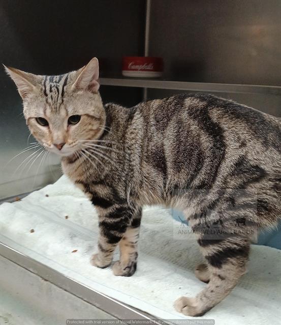 Disco, Domestic Short Hair