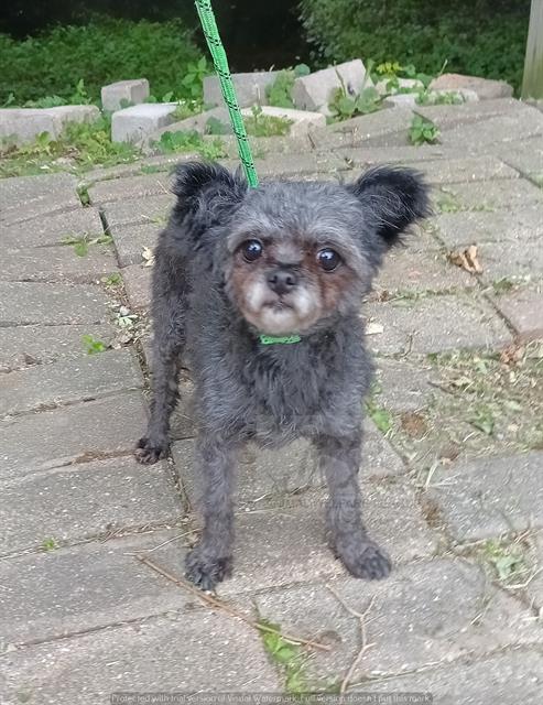 Noir, Poodle (Toy)