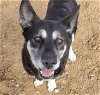adoptable Dog in albuquerque, NM named PINKY
