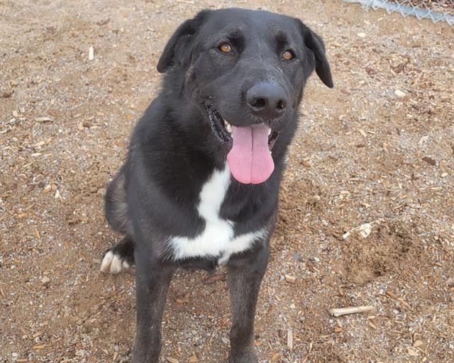 adoptable Dog in Albuquerque, NM named OSO