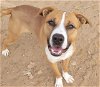 adoptable Dog in , NM named RUSSEL