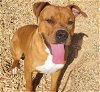 adoptable Dog in , NM named ROXY