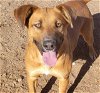 adoptable Dog in albuquerque, NM named SCOOBY