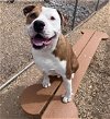 adoptable Dog in , NM named SPIKE