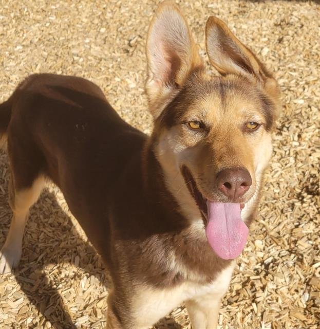 adoptable Dog in Albuquerque, NM named NICKI