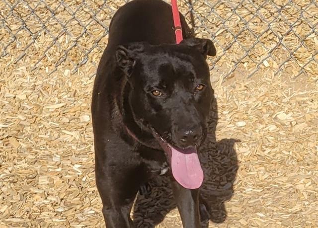 adoptable Dog in Albuquerque, NM named MARSHMALLOW