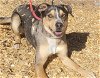 adoptable Dog in , NM named BUMI