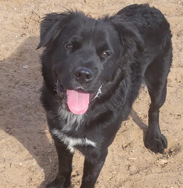 adoptable Dog in Albuquerque, NM named ROMEO