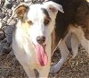 adoptable Dog in albuquerque, NM named CODY
