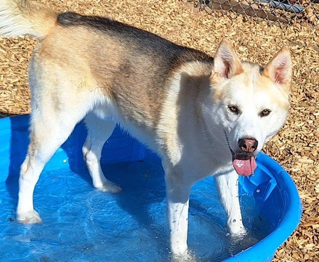adoptable Dog in Albuquerque, NM named MOOSE