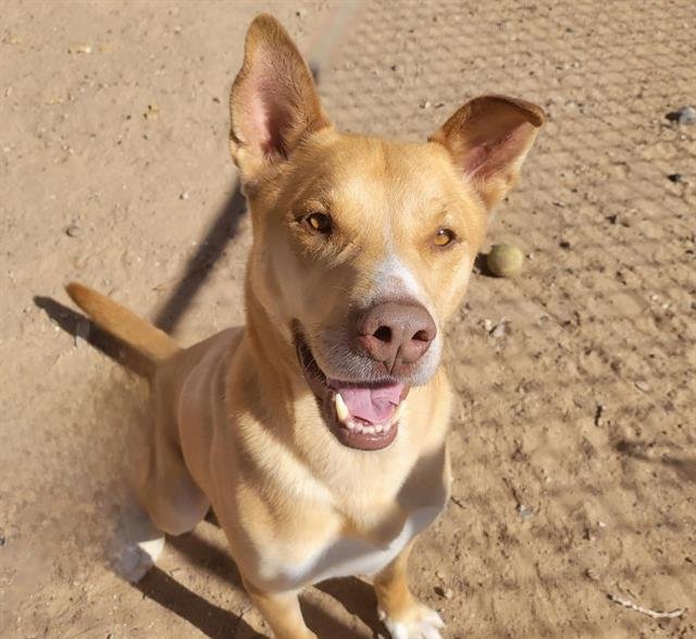 adoptable Dog in Albuquerque, NM named THOR