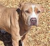 adoptable Dog in , NM named BELL