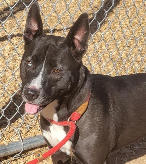 adoptable Dog in Albuquerque, NM named BLUEY