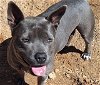 adoptable Dog in , NM named SWEETIE