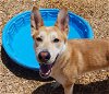 adoptable Dog in , NM named BISCUIT