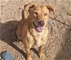 adoptable Dog in albuquerque, NM named BINGO