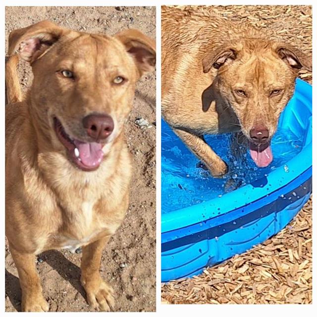 adoptable Dog in Albuquerque, NM named BINGO