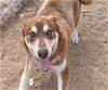 adoptable Dog in albuquerque, NM named COURAGE
