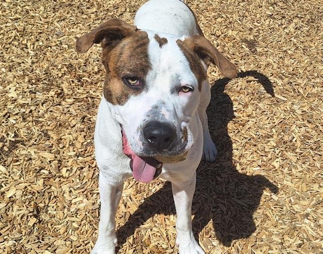 adoptable Dog in Albuquerque, NM named CHIP