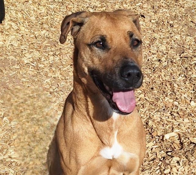 adoptable Dog in Albuquerque, NM named PARIS