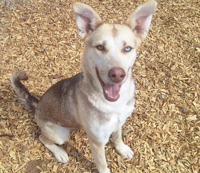 adoptable Dog in Albuquerque, NM named PERSEPHONE