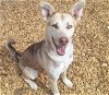 adoptable Dog in , NM named PERSEPHONE