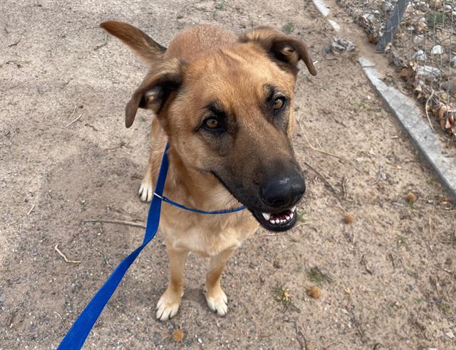 adoptable Dog in Albuquerque, NM named ZEKE