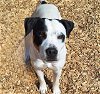 adoptable Dog in , NM named SPOT