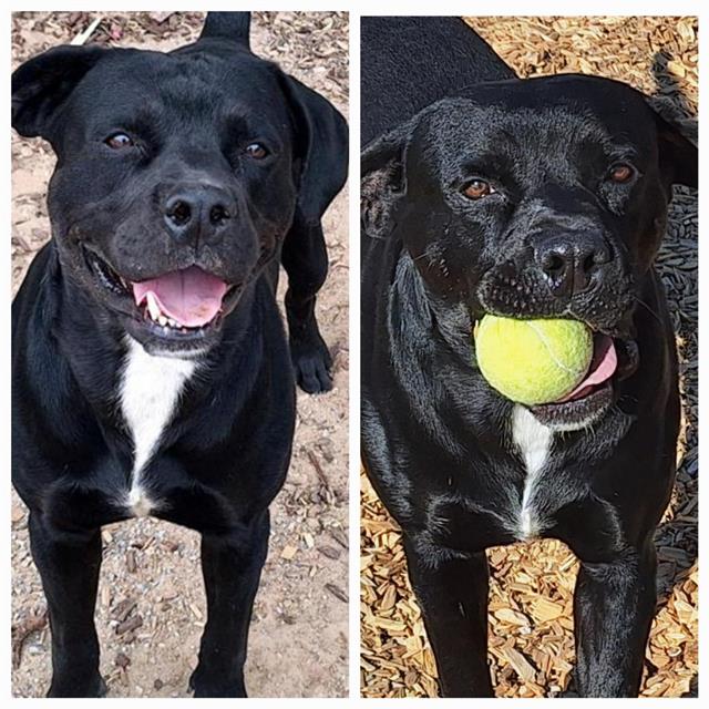 adoptable Dog in Albuquerque, NM named POKE