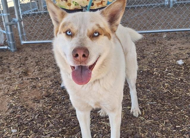 adoptable Dog in Albuquerque, NM named COPPER