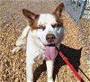 adoptable Dog in , NM named TODD